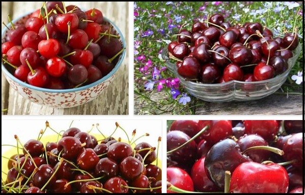 Benefits of Cherries – What are the Health Benefits of Cherries?