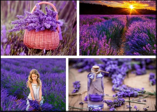 Benefits of Lavender – What are the Benefits of Lavender Tea?