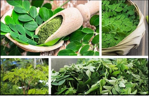 Benefits of Moringa – What are the Health Benefits of Moringa Seeds?