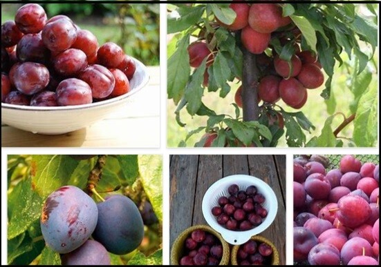  Benefits of Plums – What are the Health Benefits of Eating Plums?