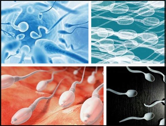 Benefits of Semen Retention – What are the Benefits of Semen Retention?