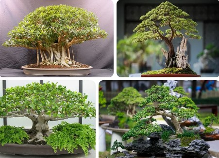 Bonsai Tree Benefits For Your Home – Do Bonsai Trees Bring Good Luck?