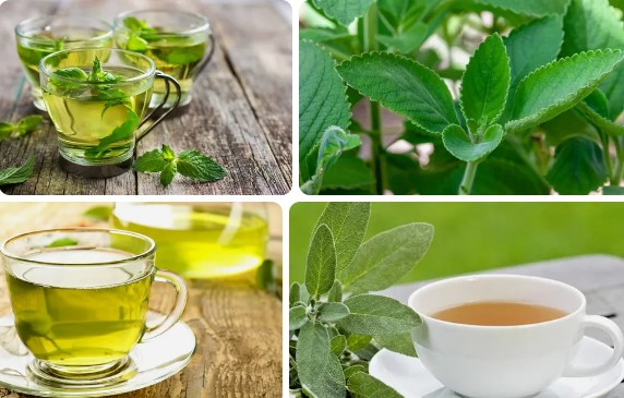 Boldo Tea Benefits